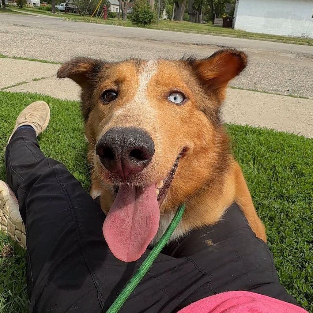 Enlarge Maple, a ADOPTABLE mixed breed in Alma, MI image 1/2