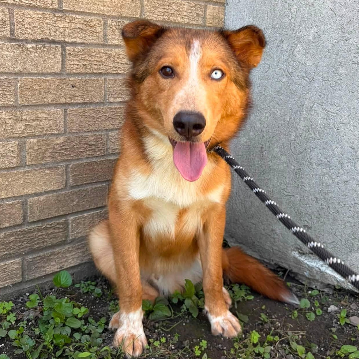 Enlarge Maple, a ADOPTABLE mixed breed in Alma, MI image 2/2