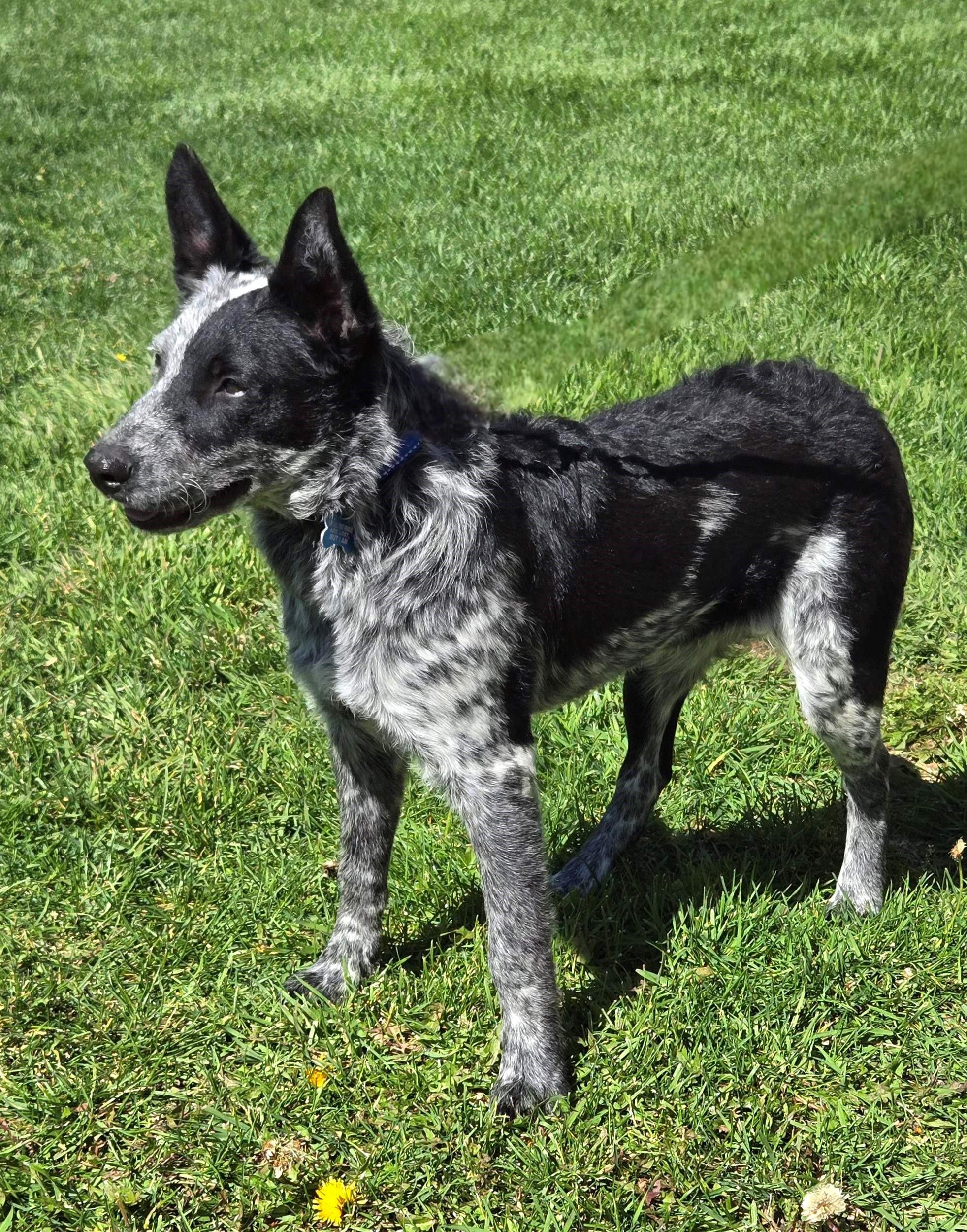 Wapi, an adoptable Border Collie, Australian Cattle Dog / Blue Heeler in Pinedale, WY, 82941 | Photo Image 4
