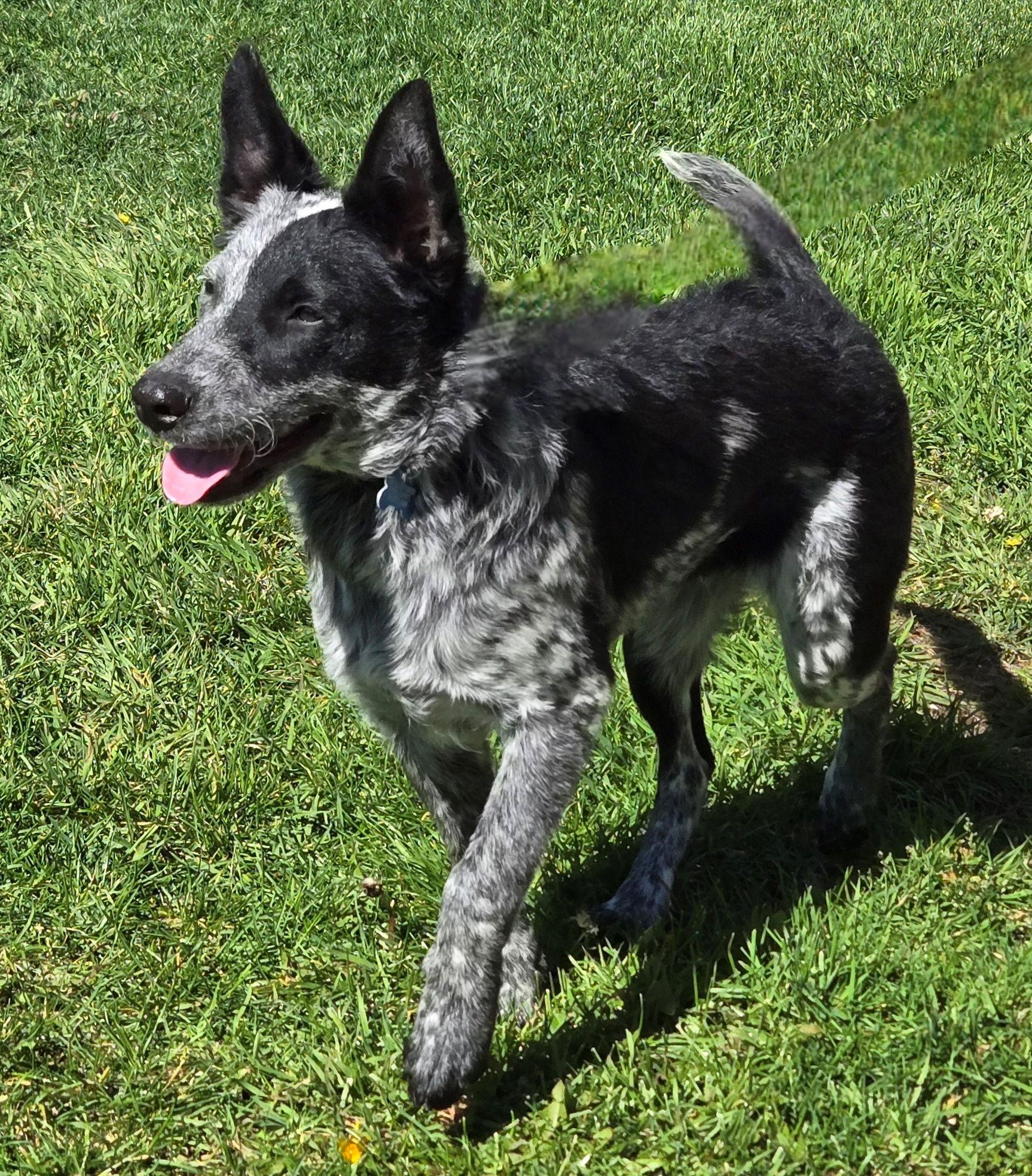 Wapi, an adoptable Border Collie, Australian Cattle Dog / Blue Heeler in Pinedale, WY, 82941 | Photo Image 1