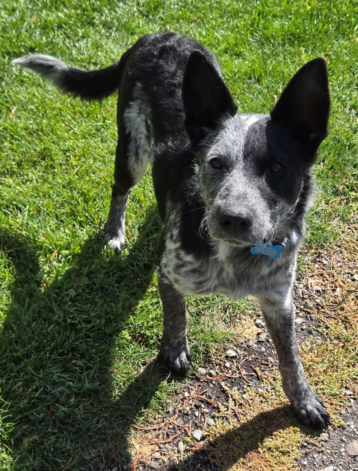 Wapi, an adoptable Border Collie, Australian Cattle Dog / Blue Heeler in Pinedale, WY, 82941 | Photo Image 3