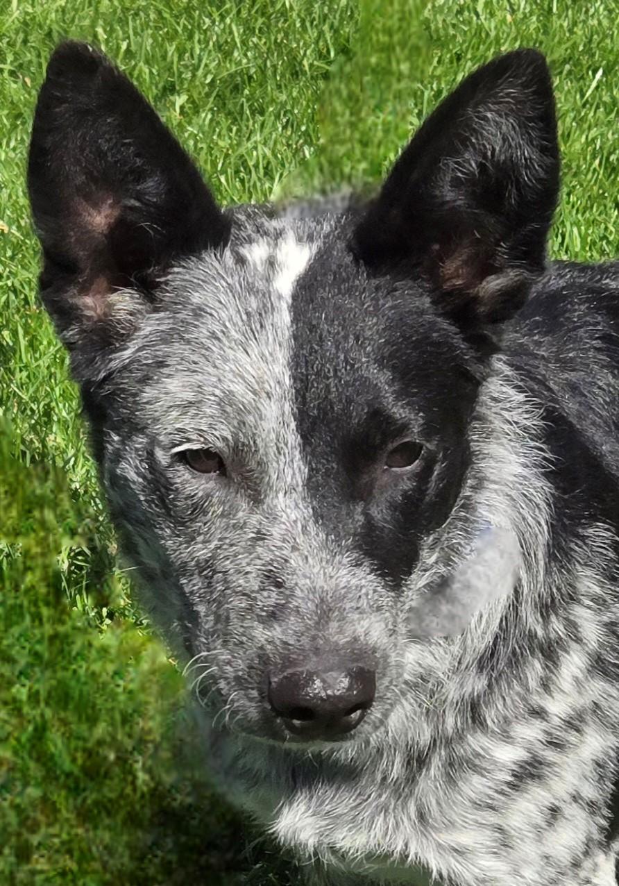 Wapi, an adoptable Border Collie, Australian Cattle Dog / Blue Heeler in Pinedale, WY, 82941 | Photo Image 2