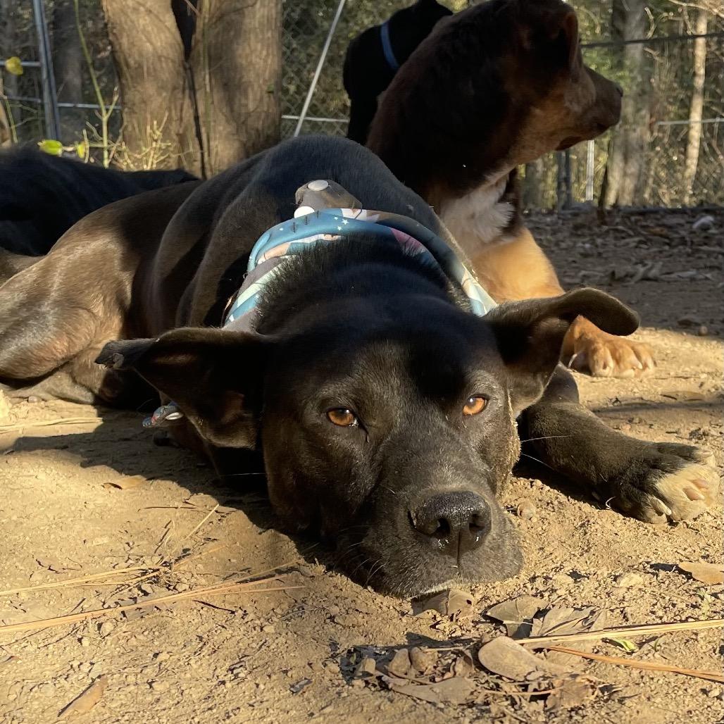 Enlarge Crunch Wrap - See My Video!, a Adoptable mixed breed in Springfield, MA image 2/2