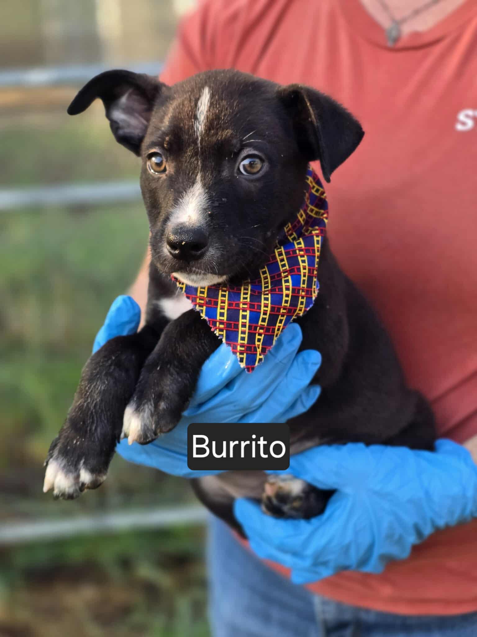 Burrito