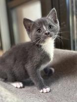 Enlarge Suttles, an adopted Domestic Short Hair in Oracle, AZ image 3/3