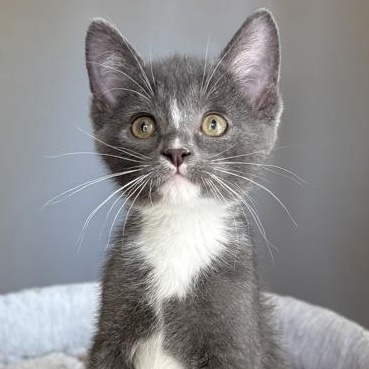 Suttles, adopted, Young Male Domestic Short Hair.