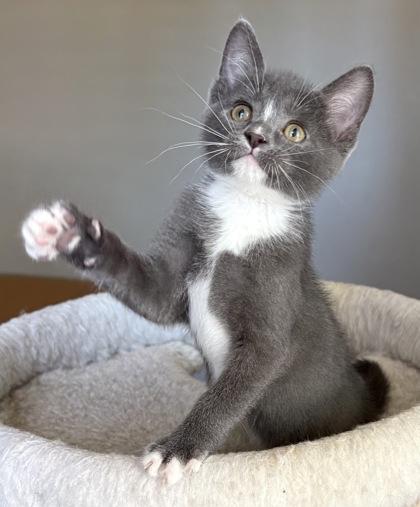 Enlarge Suttles, an adopted Domestic Short Hair in Oracle, AZ image 2/3