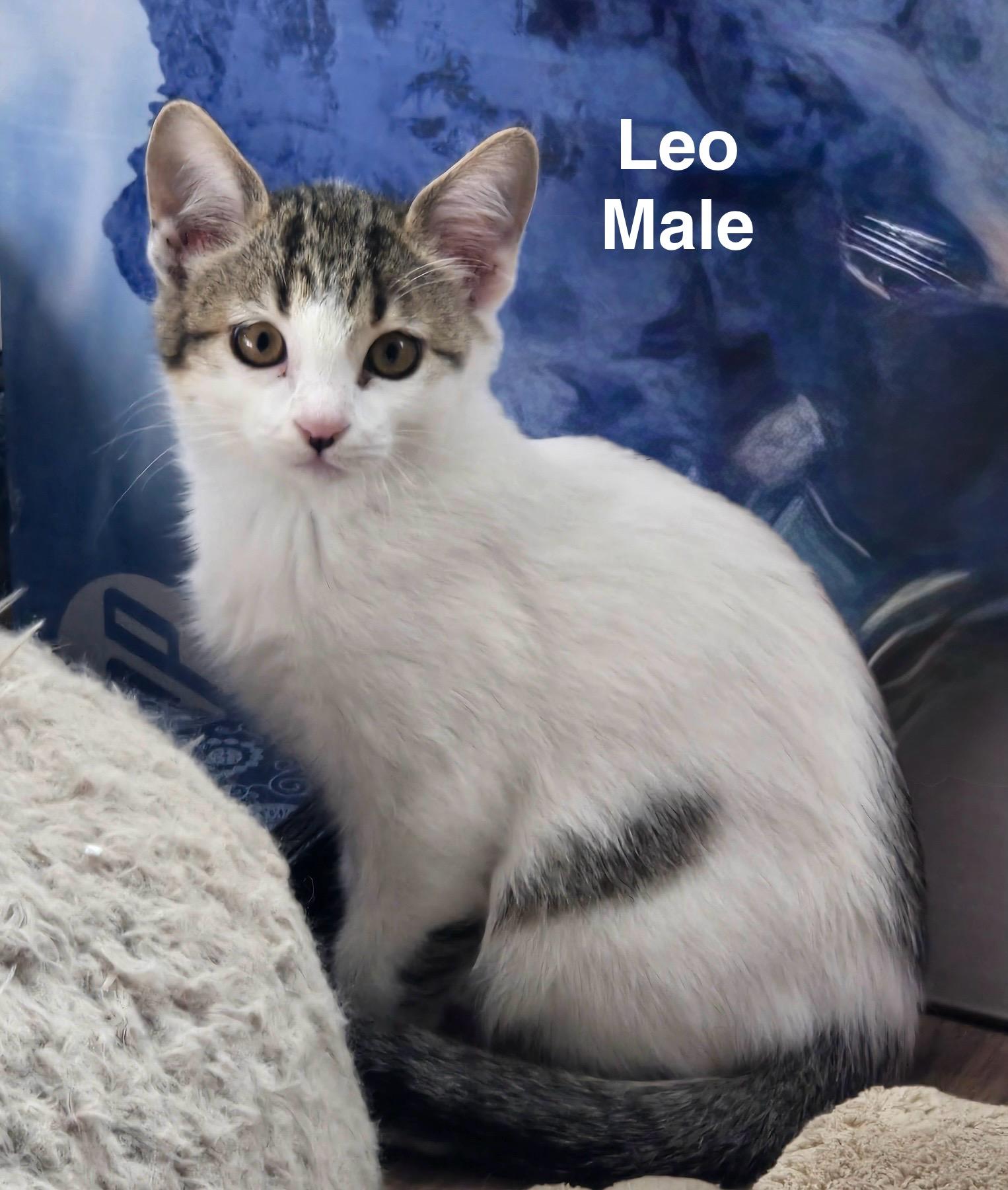 Leo