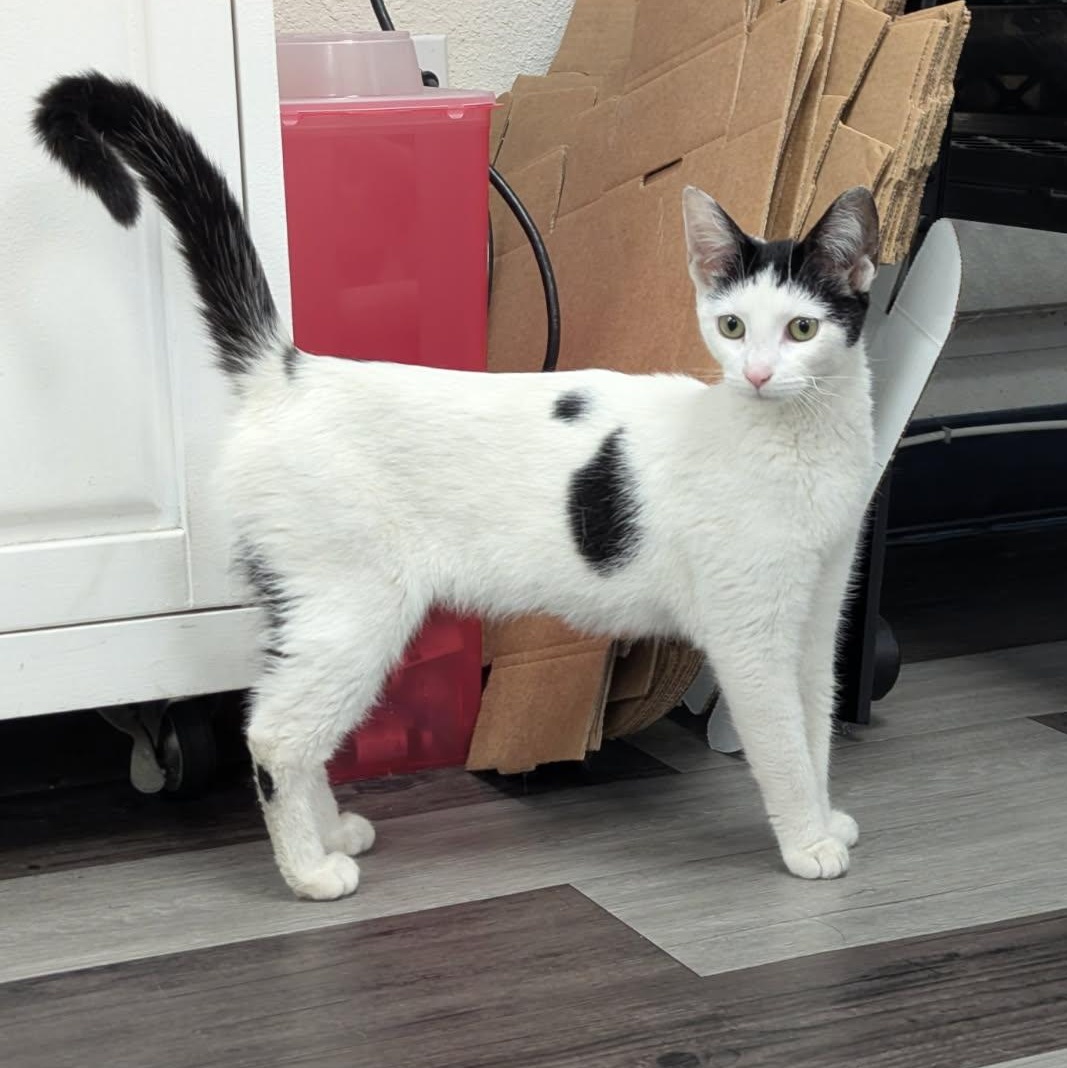 Enlarge MOCHI (adopt or foster!), a ADOPTABLE Domestic Short Hair in Pasadena, CA image 4/4