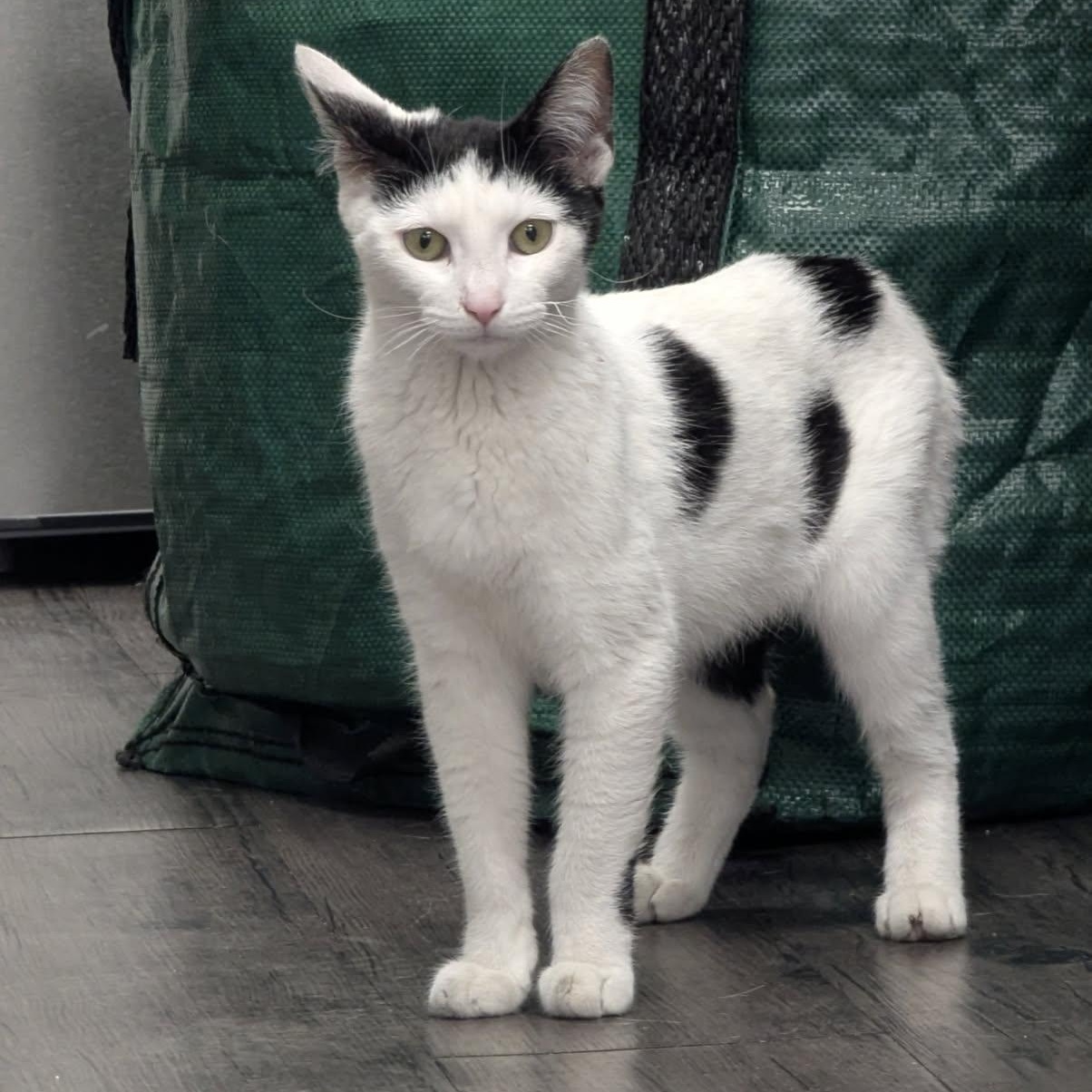 MOCHI (adopt or foster!), ADOPTABLE, Young Female Domestic Short Hair.