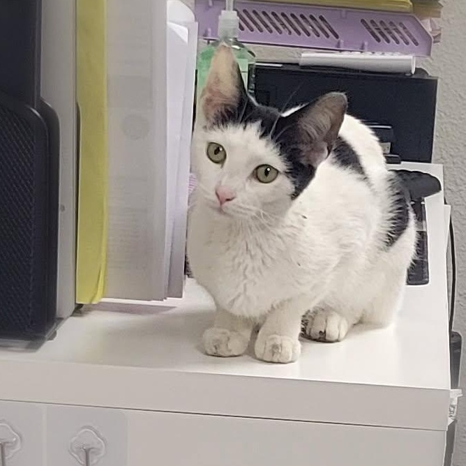 Enlarge MOCHI (adopt or foster!), a ADOPTABLE Domestic Short Hair in Pasadena, CA image 3/4
