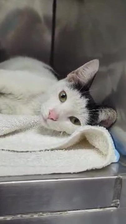 Enlarge MOCHI (adopt or foster!), a ADOPTABLE Domestic Short Hair in Pasadena, CA video 2/4