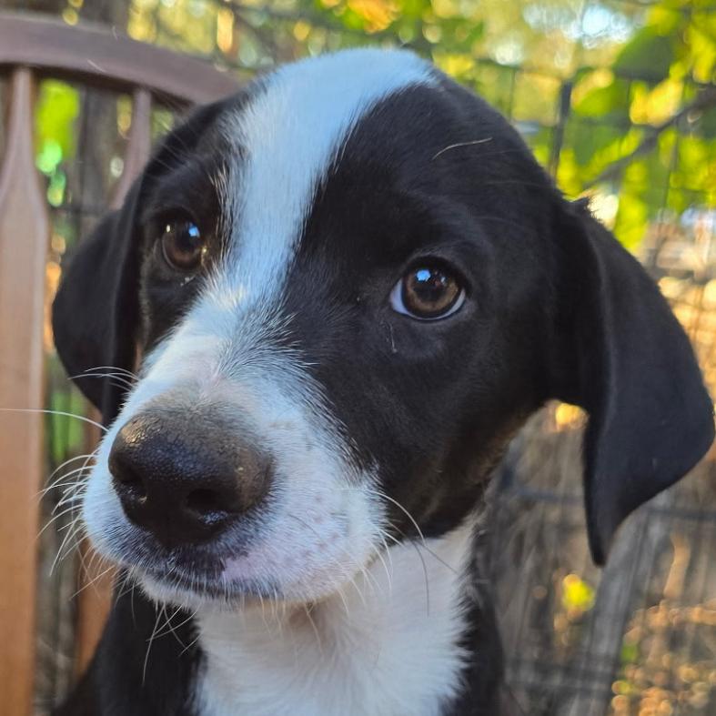 Enlarge Monopoly, an adoptable mixed breed in Richmond, VA image 2/6