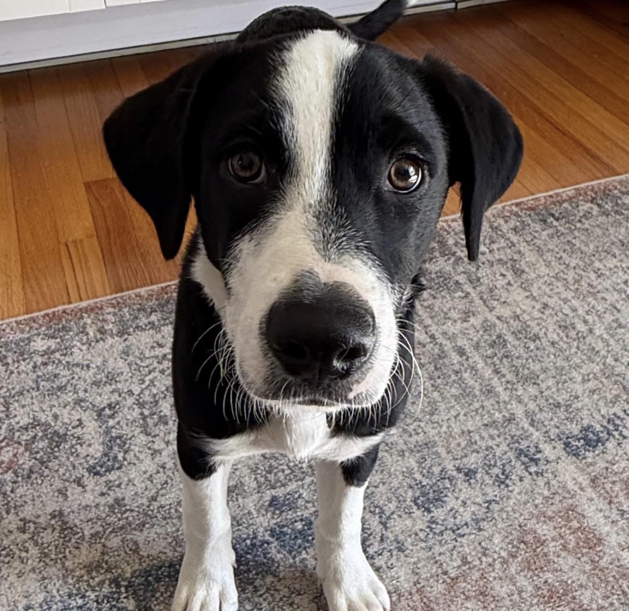 Enlarge Monopoly, an adoptable mixed breed in Richmond, VA image 6/6