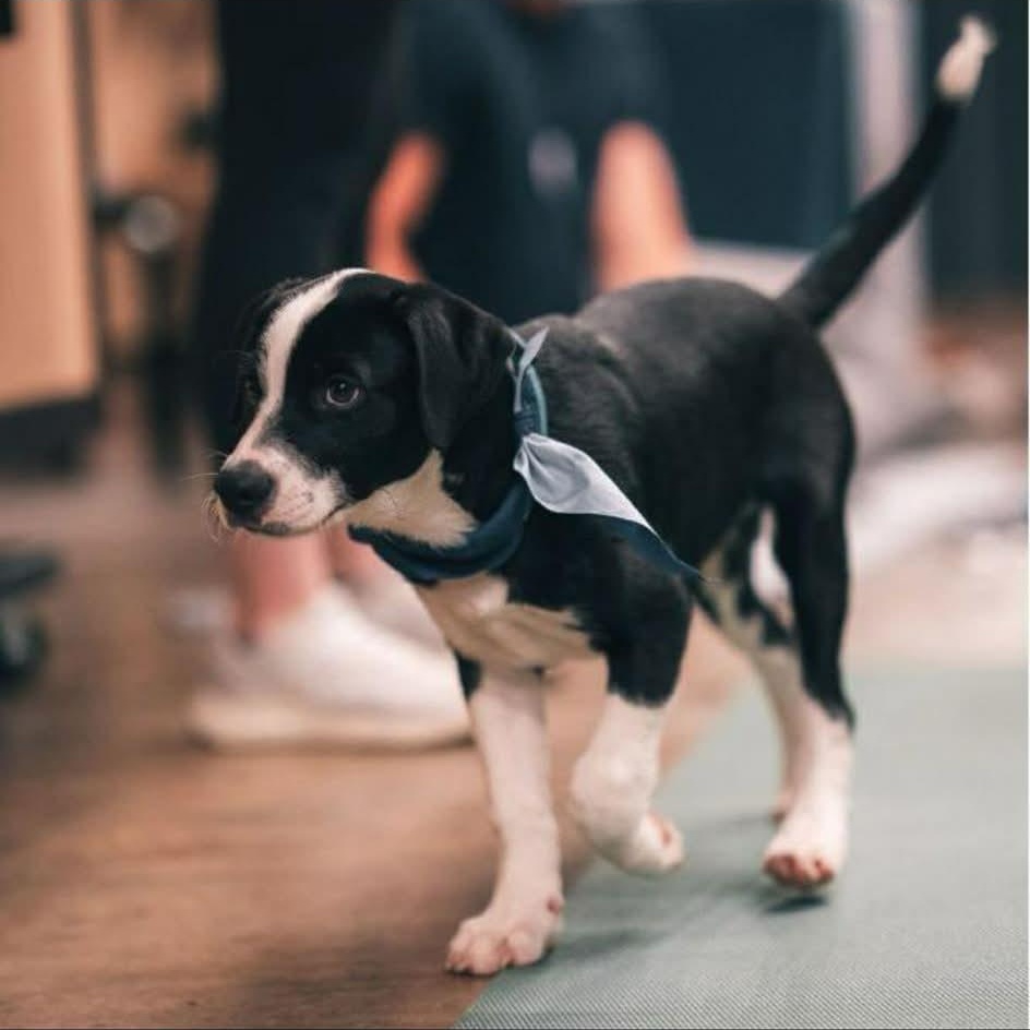 Enlarge Monopoly, an adoptable mixed breed in Richmond, VA image 4/6