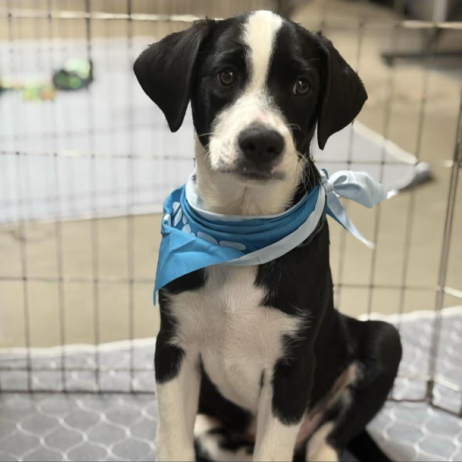 Enlarge Monopoly, an adoptable mixed breed in Richmond, VA image 3/6