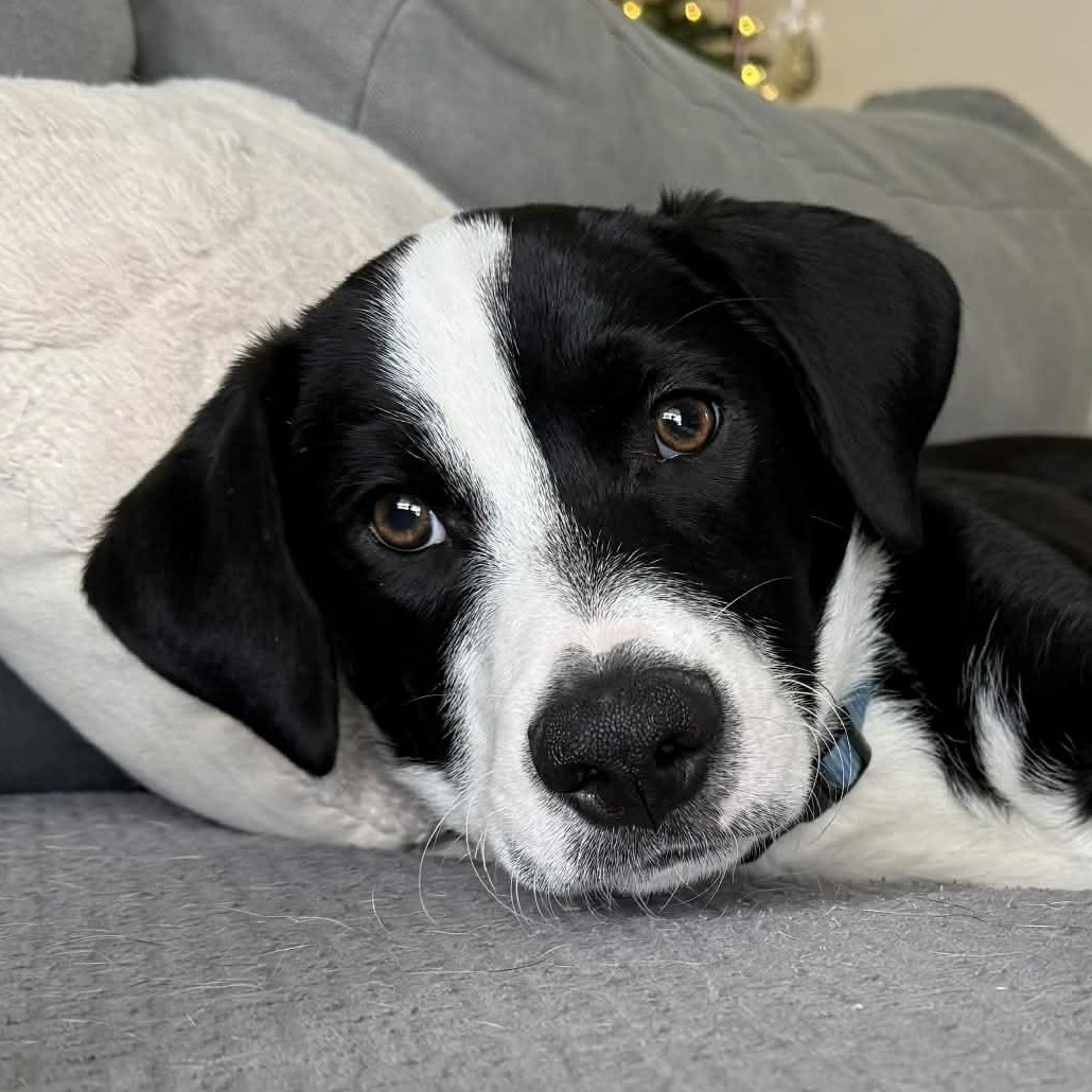 Monopoly, adoptable, Puppy Male Labrador Retriever & Mixed Breed.