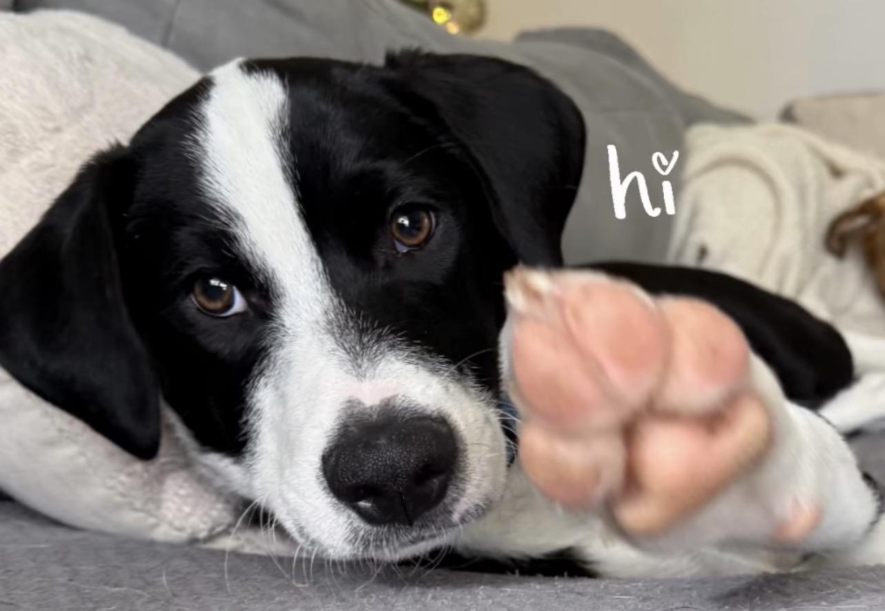 Enlarge Monopoly, an adoptable mixed breed in Richmond, VA image 5/6