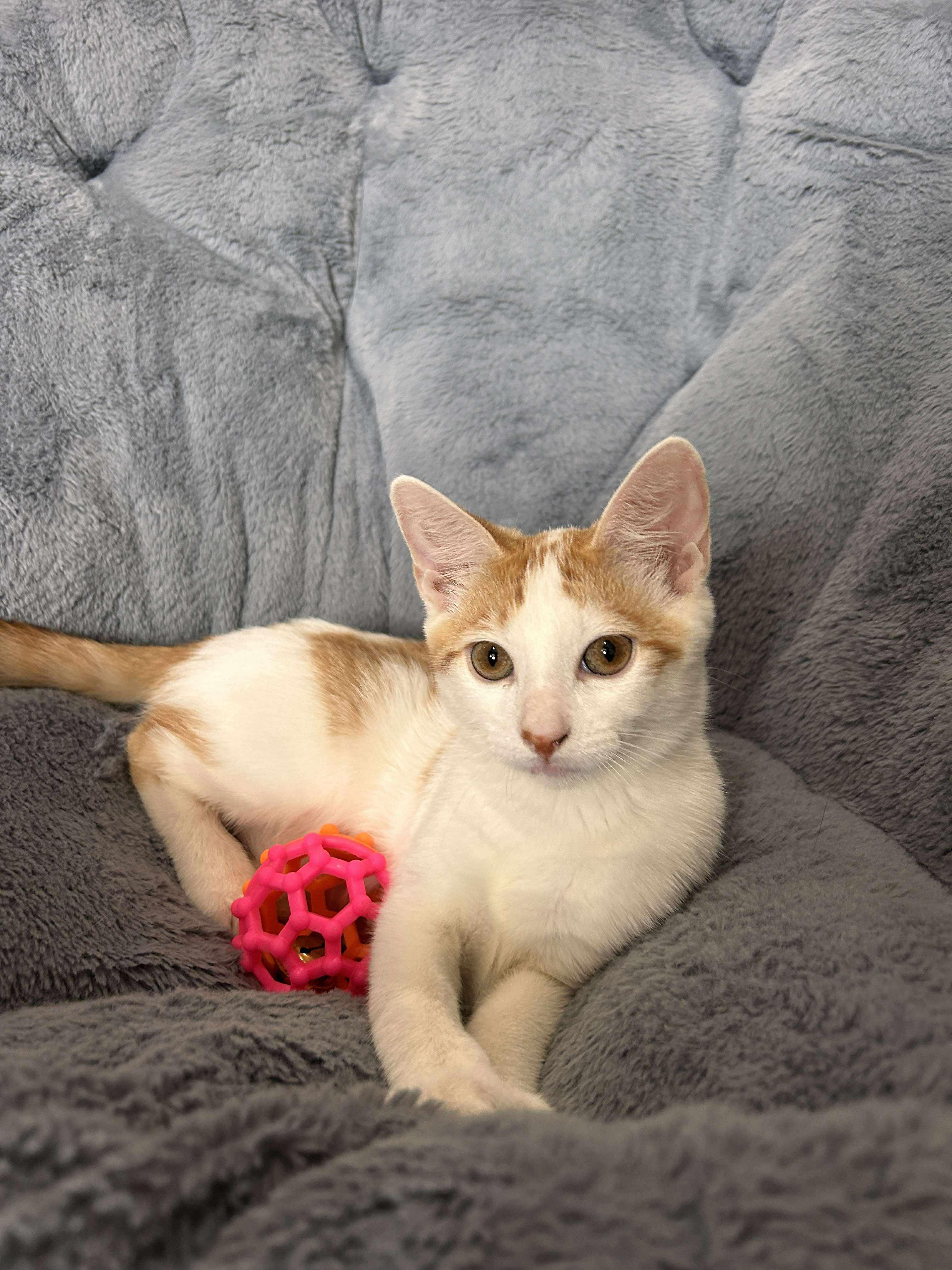 Flake, Adoptable, Kitten Male Domestic Short Hair.