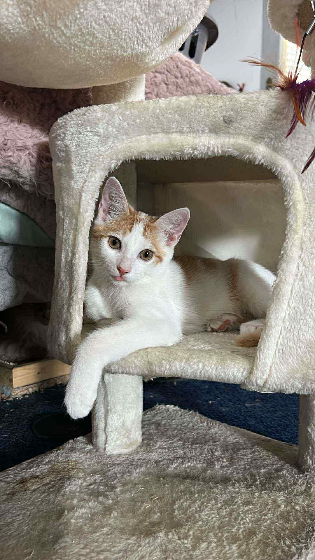 Flake, a Adoptable Domestic Short Hair in Covina, CA image 2/5