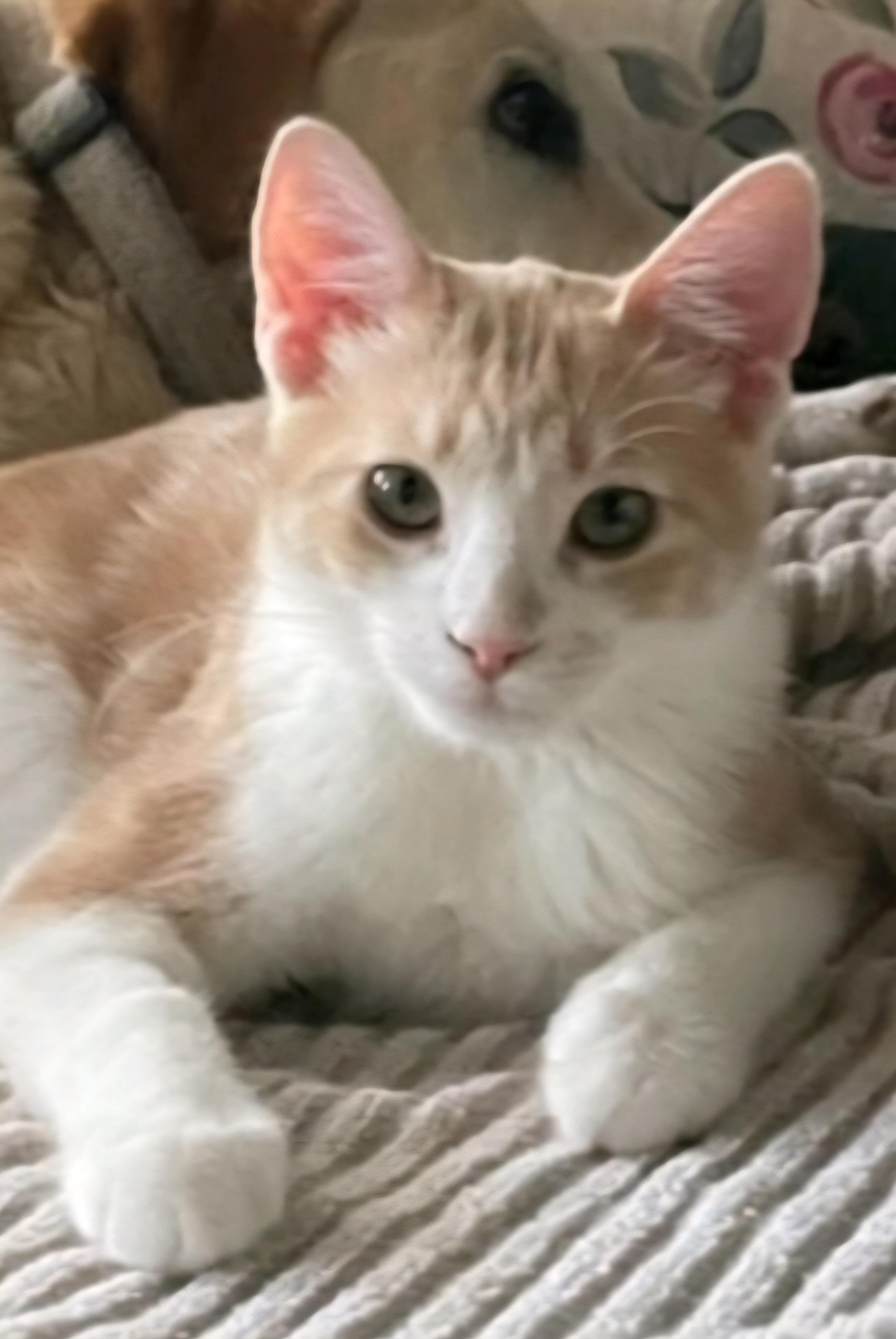 Flake, Adoptable, Kitten Male Domestic Short Hair.