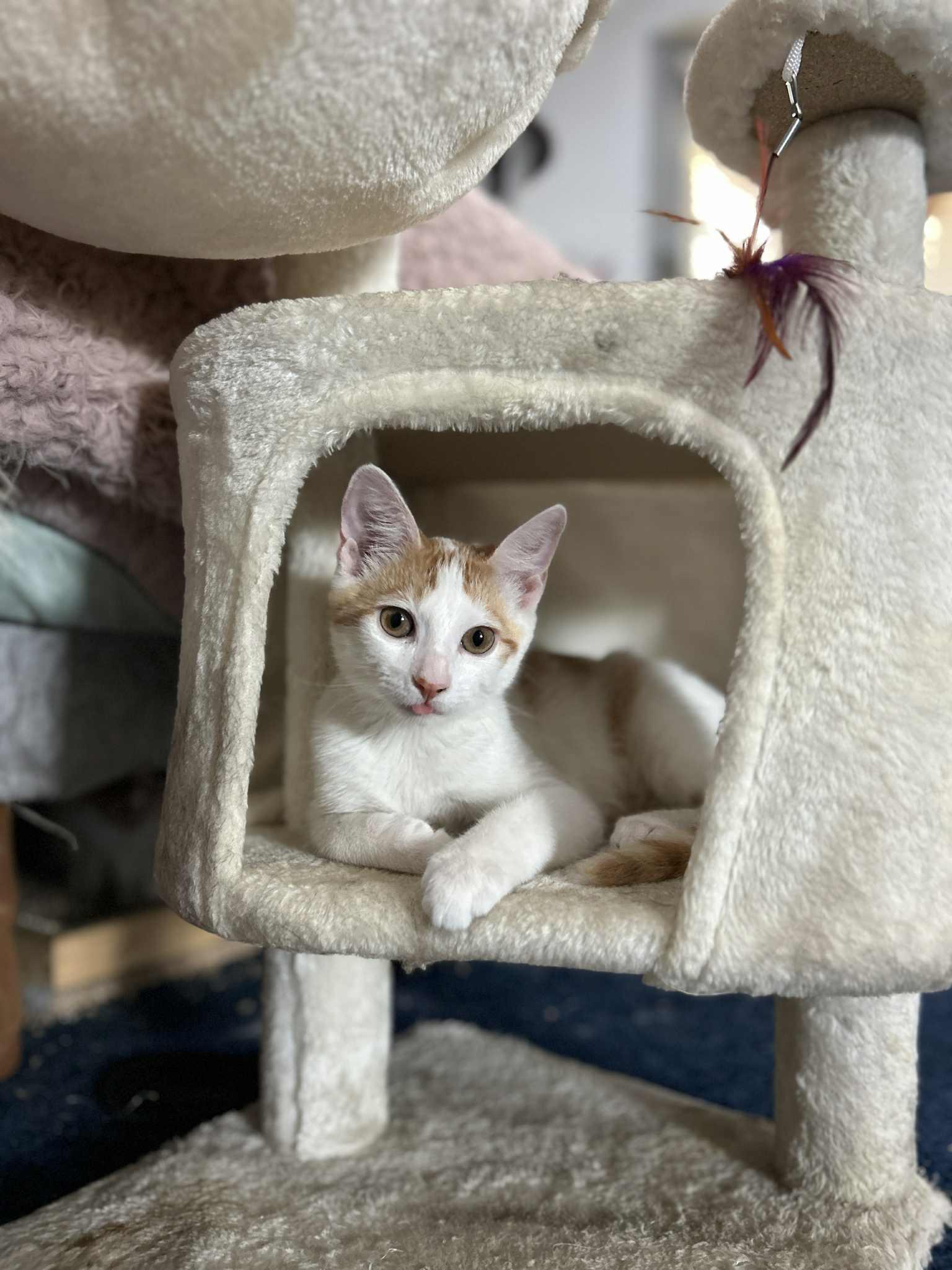 Flake, a Adoptable Domestic Short Hair in Covina, CA image 5/5