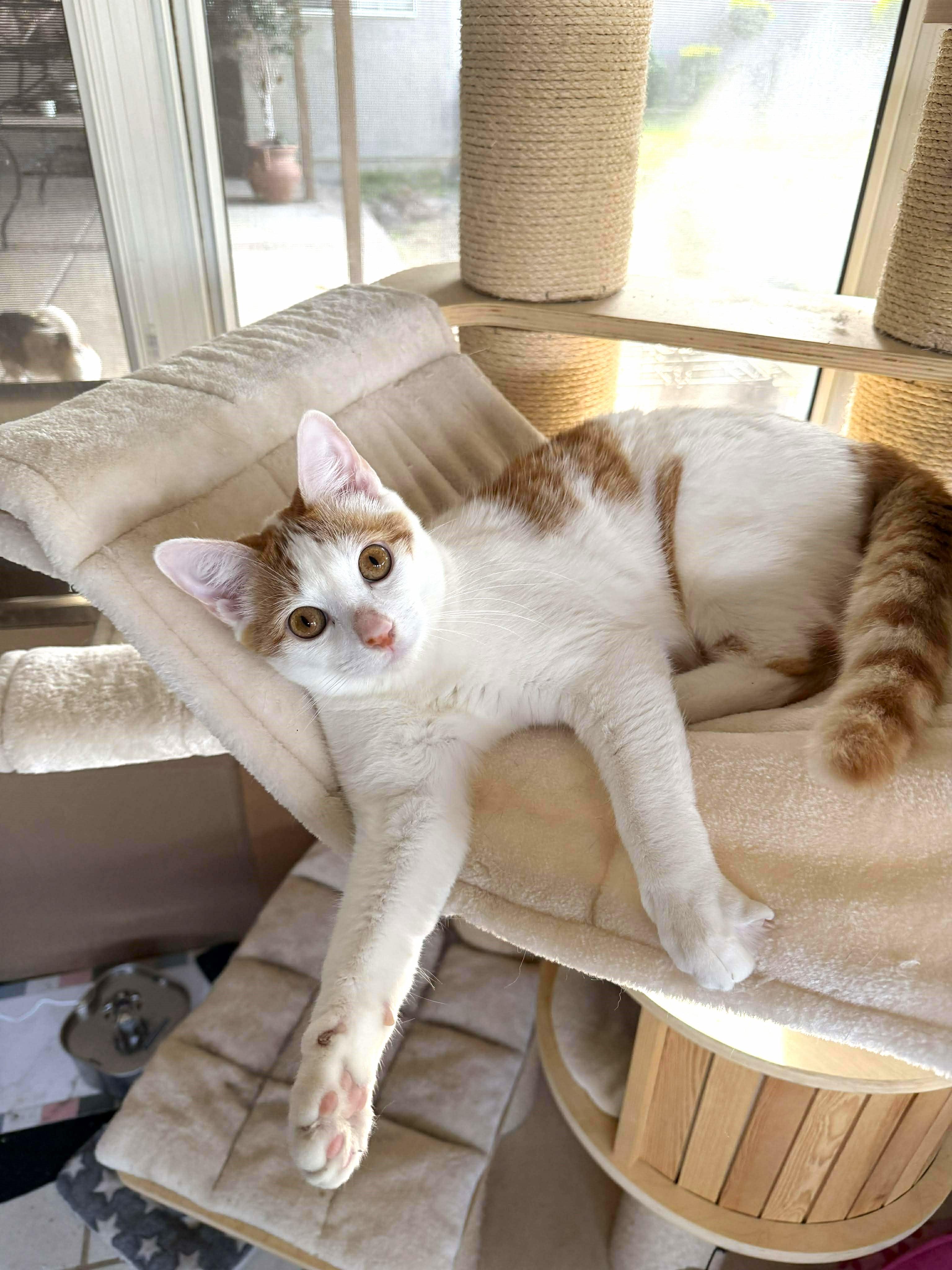 Enlarge Flake, a Adoptable Domestic Short Hair in Covina, CA image 2/4