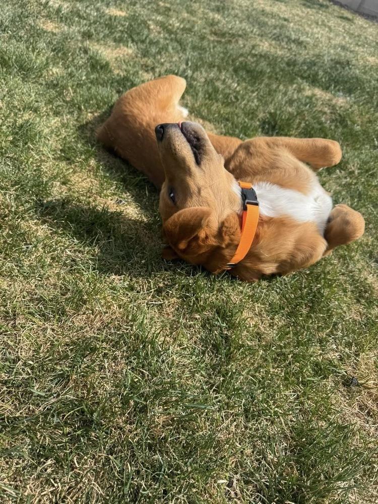 Enlarge Rodger, a Adoptable mixed breed in Colorado Springs, CO image 1/5