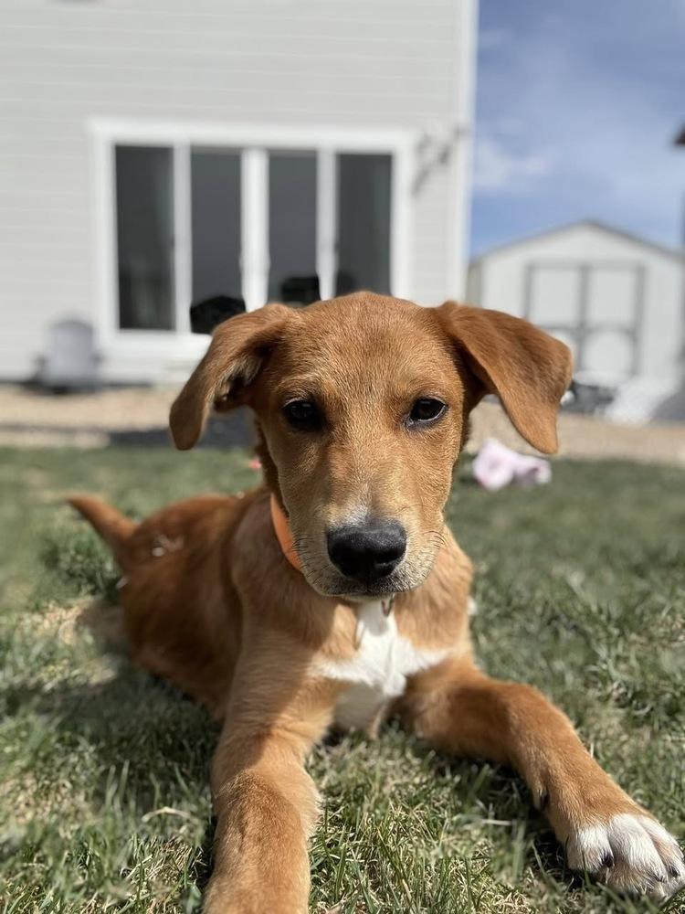 Enlarge Rodger, a Adoptable mixed breed in Colorado Springs, CO image 2/5