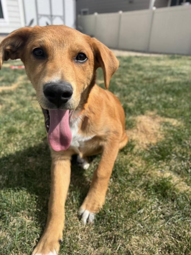 Enlarge Rodger, a Adoptable mixed breed in Colorado Springs, CO image 3/5