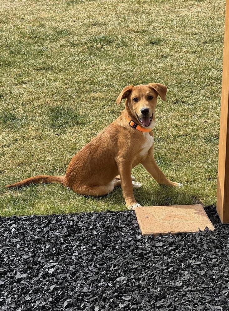 Enlarge Rodger, a Adoptable mixed breed in Colorado Springs, CO image 5/5