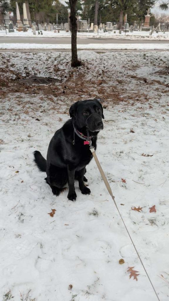 Remy ***Courtesy Listing***, Adoptable, Adult Female German Shepherd Dog & Affenpinscher.