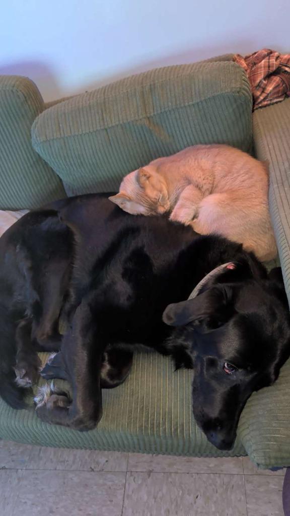 Remy ***Courtesy Listing***, a Adoptable mixed breed in Peru, NY image 3/3