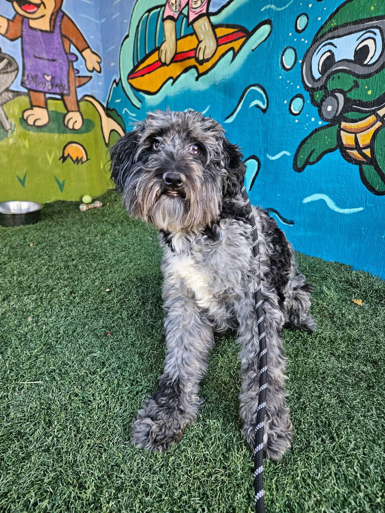 Enlarge BENNY, a ADOPTABLE Aussiedoodle in Vandergrift, PA image 1/1