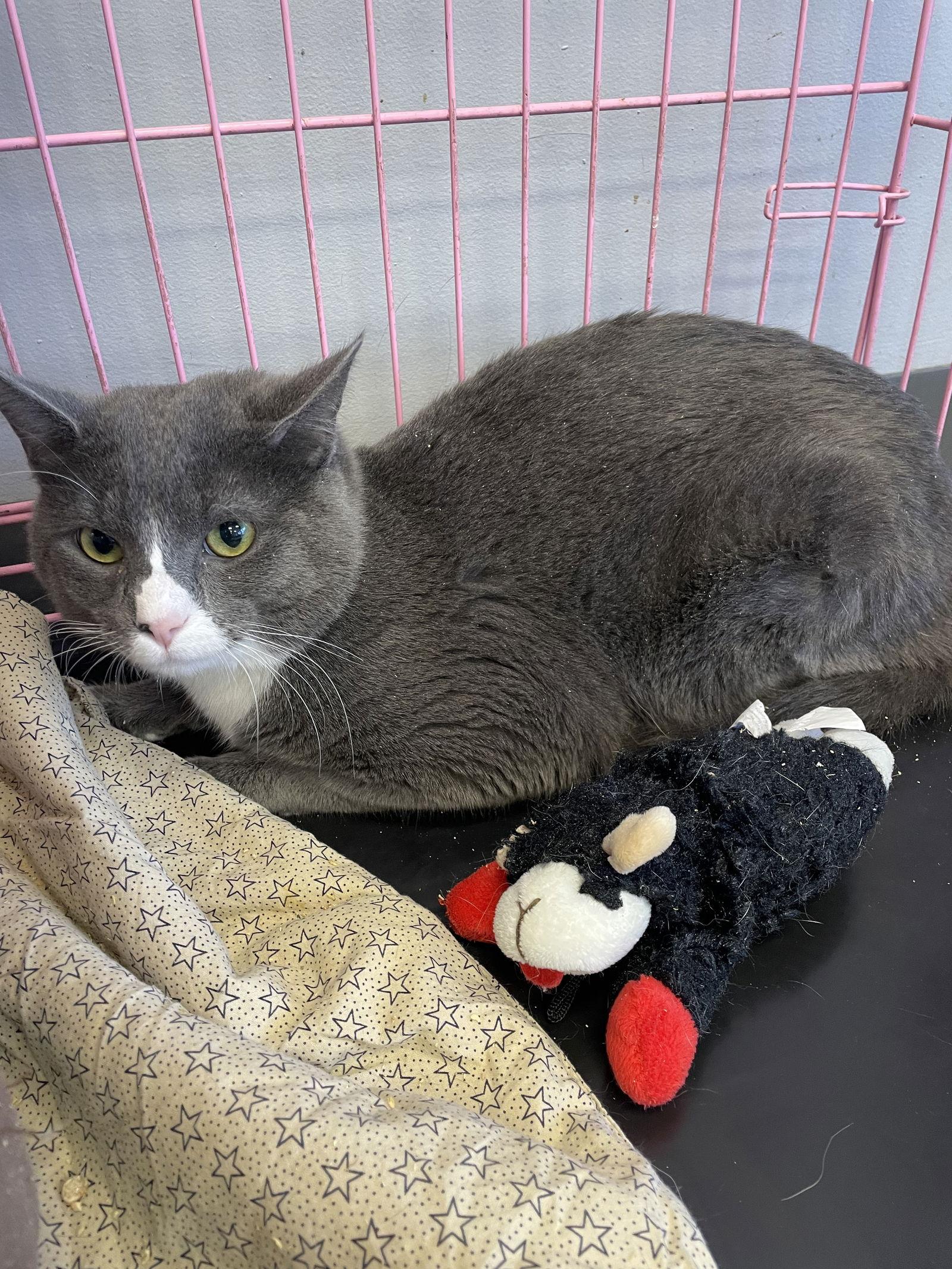 Enlarge Lightning- Must Apply in Person !, a Adopted Domestic Short Hair in Georgetown, KY image 1/1