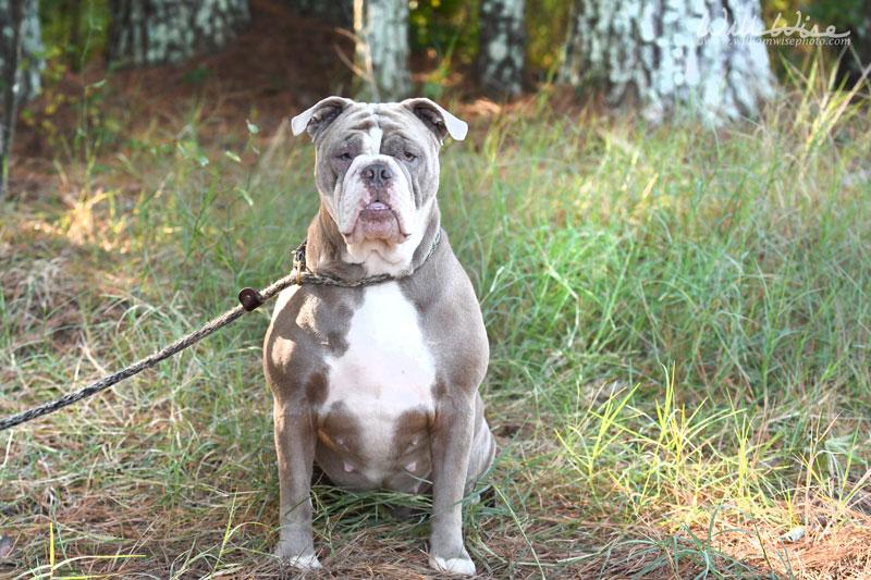 Enlarge Jolen, a Adopted English Bulldog in Monroe, GA image 1/2