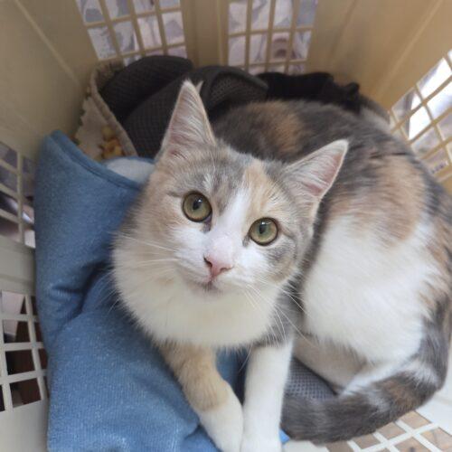 Enlarge Posey, a Adoptable Domestic Short Hair in Canal Winchester, OH image 3/6