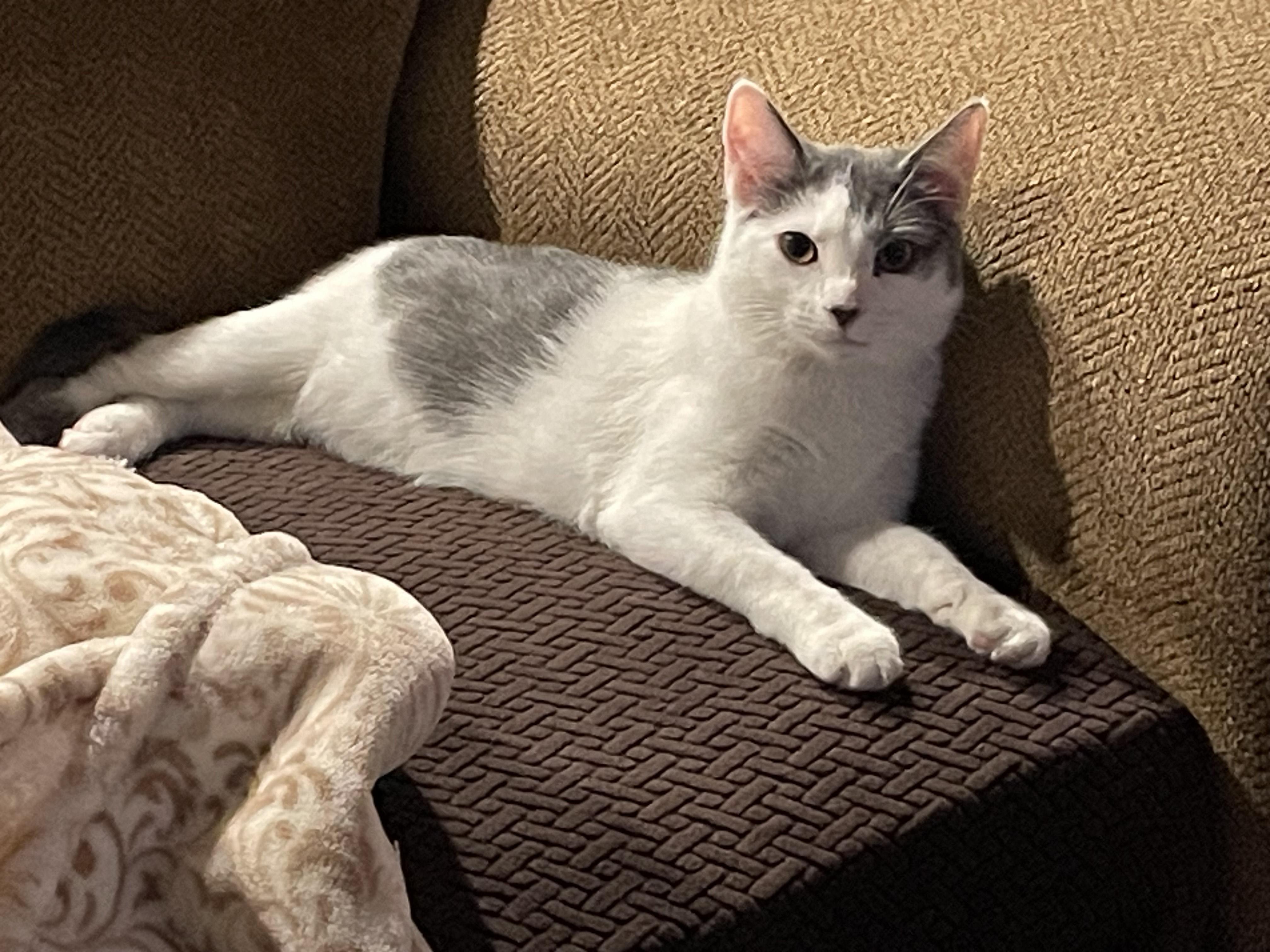 Bailey, Adoptable, Kitten Female Domestic Short Hair.