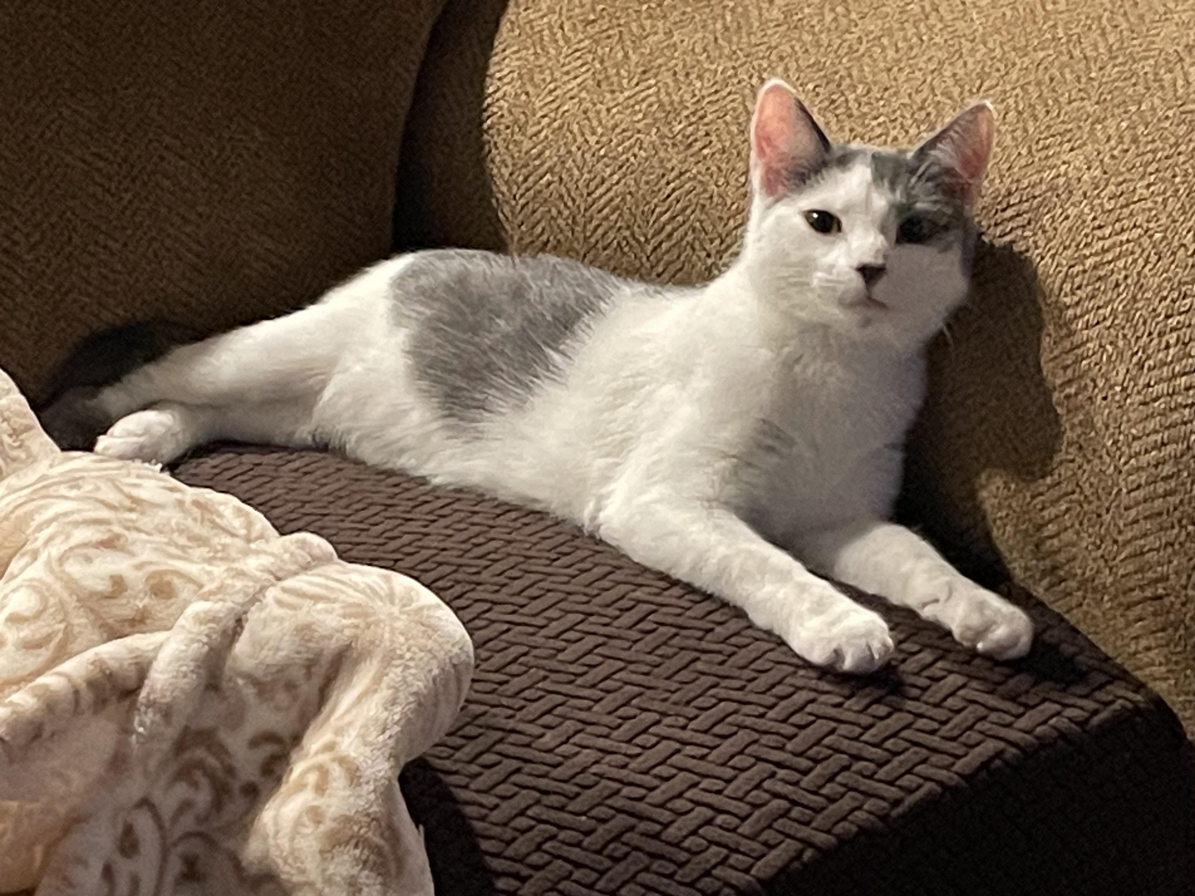 Bailey, a Adoptable Domestic Short Hair in Pompton Lakes, NJ image 2/5