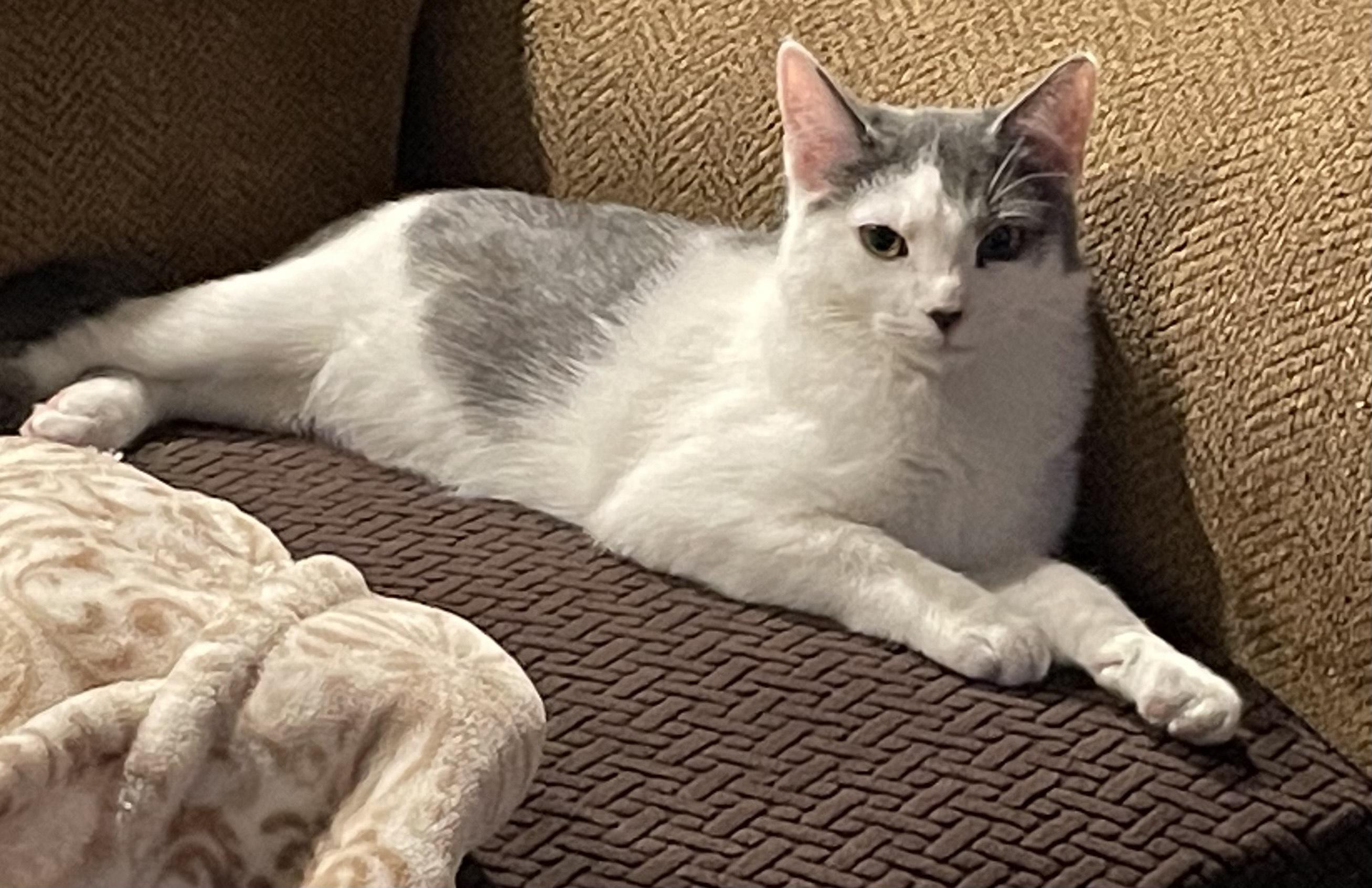 Bailey, a Adoptable Domestic Short Hair in Pompton Lakes, NJ image 3/5