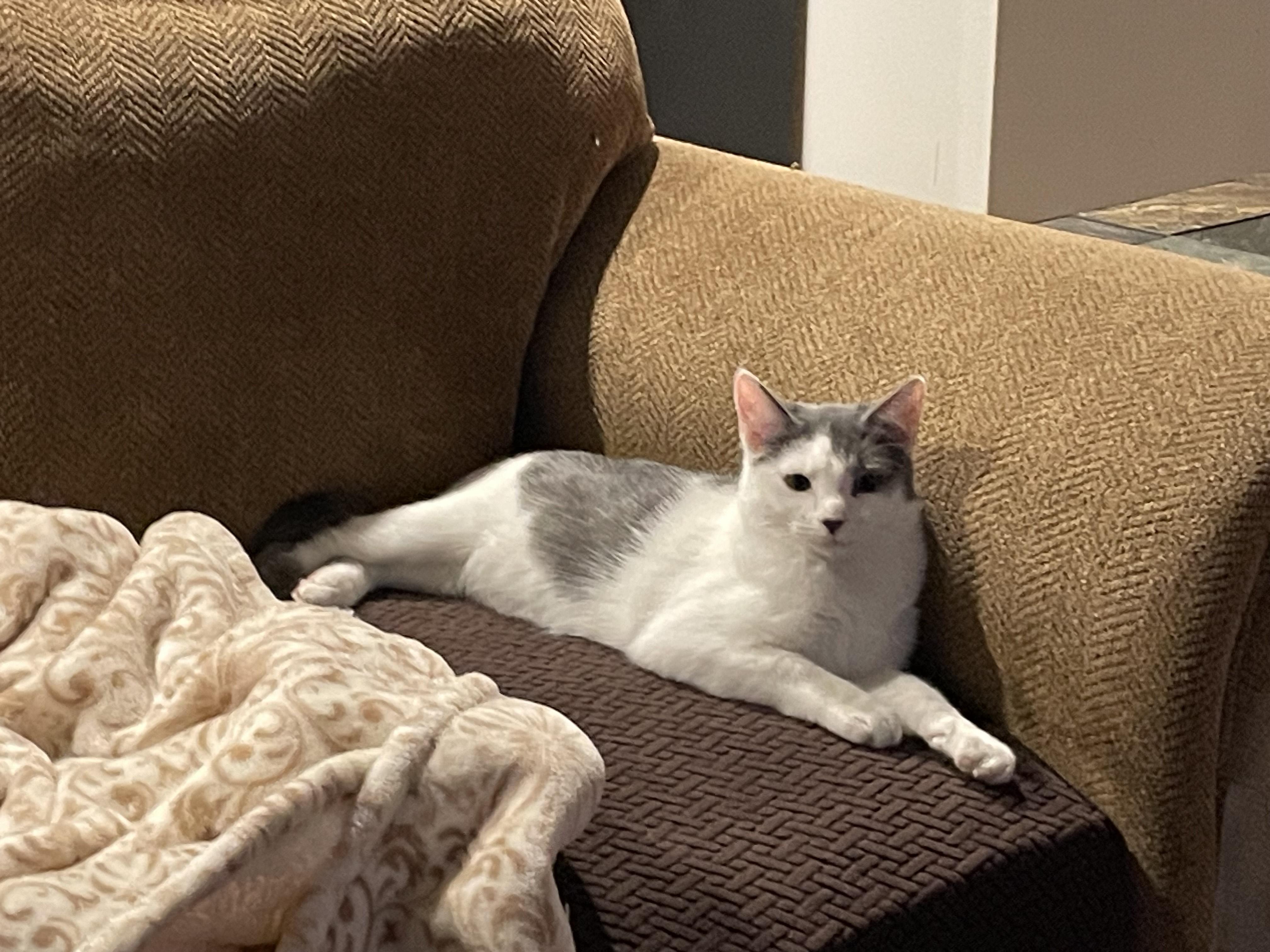 Bailey, a Adoptable Domestic Short Hair in Pompton Lakes, NJ image 4/5