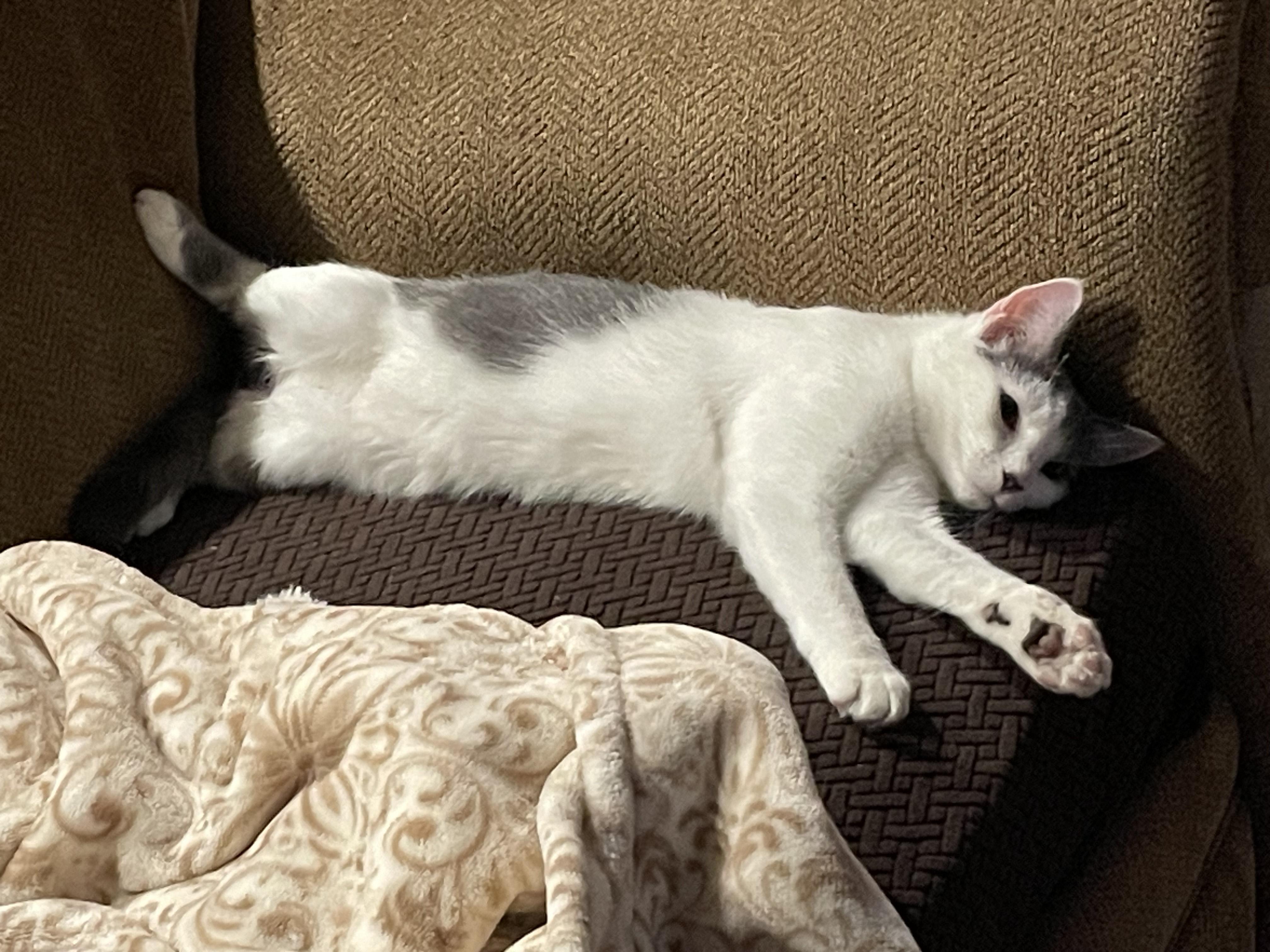 Bailey, a Adoptable Domestic Short Hair in Pompton Lakes, NJ image 5/5