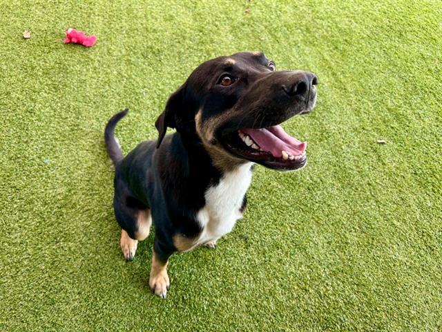 COASTLINE, Adoptable, Young Male Rottweiler & Doberman Pinscher.