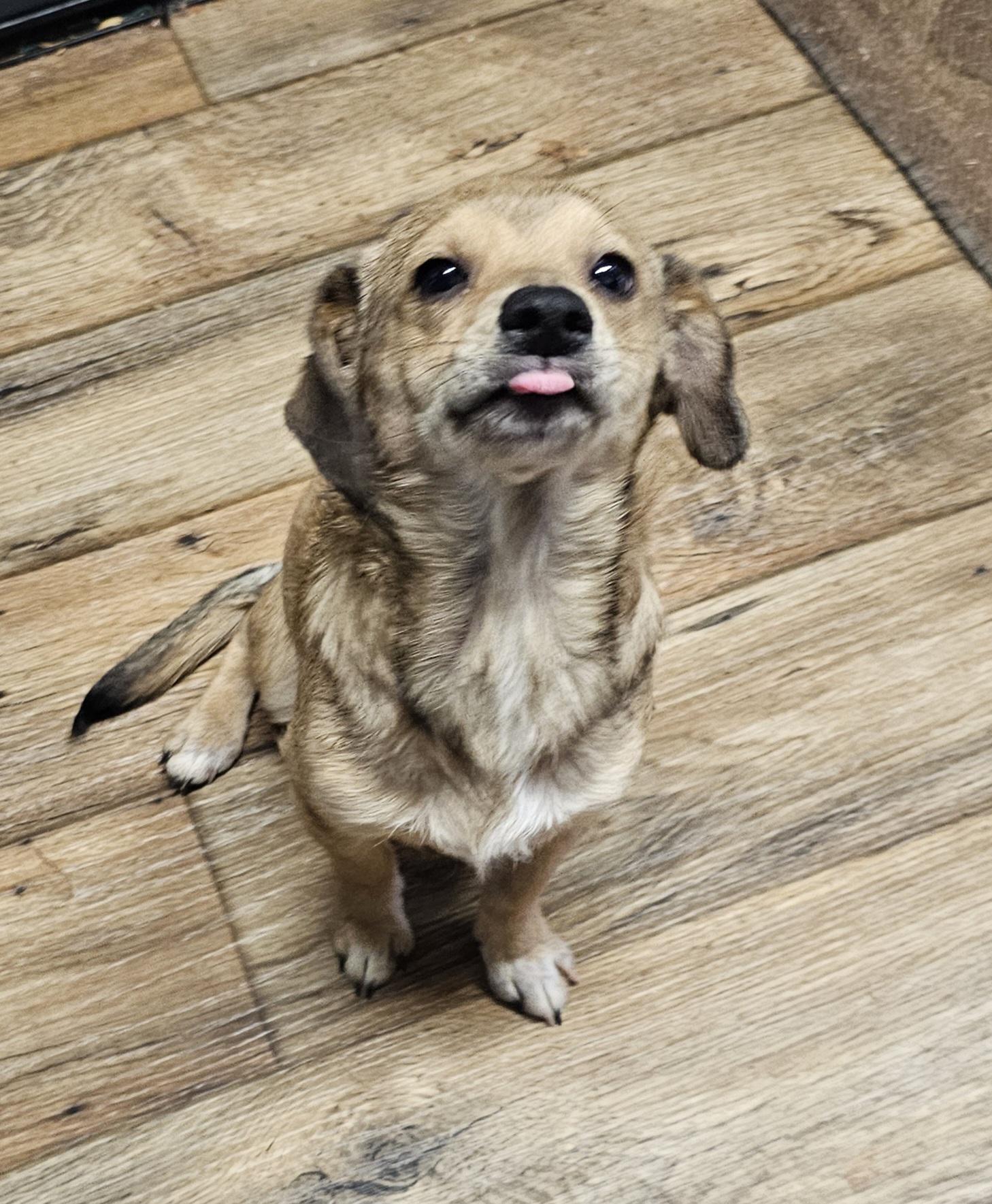 Enlarge Wonton, a ADOPTABLE mixed breed in Chesnee, SC image 1/3