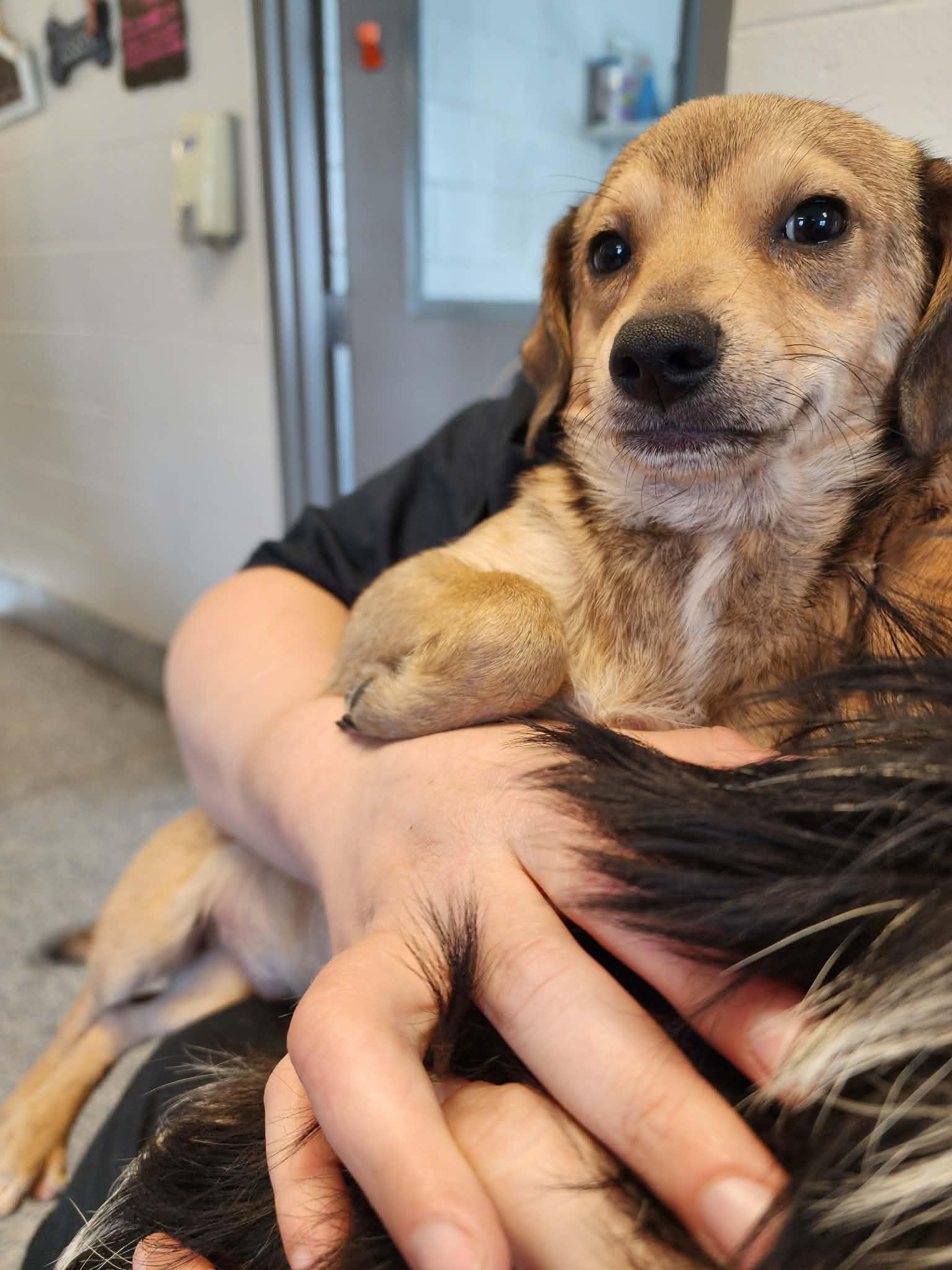 Enlarge Wonton, a ADOPTABLE mixed breed in Chesnee, SC image 3/3