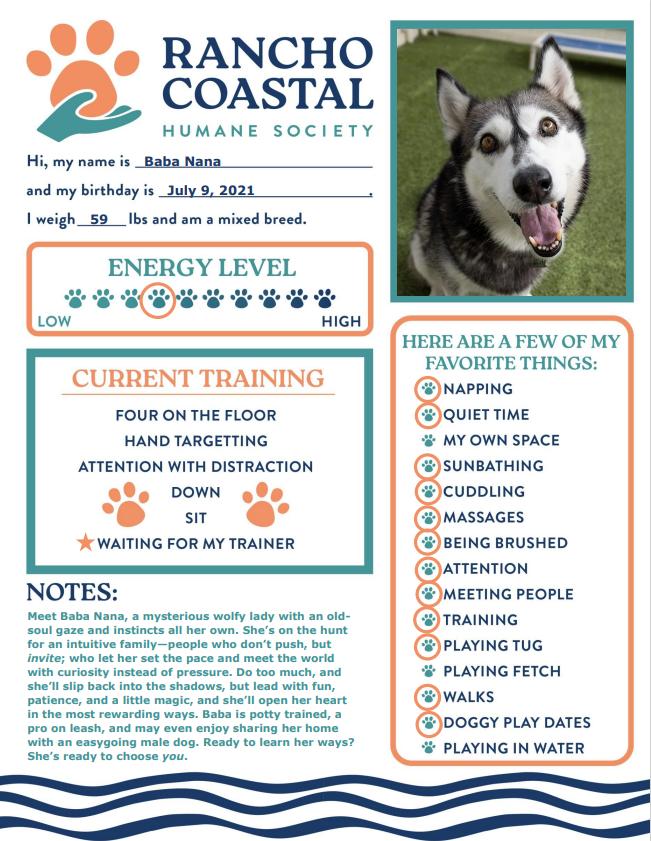 Baba Nana, a Adoptable mixed breed in Encinitas, CA image 1/3