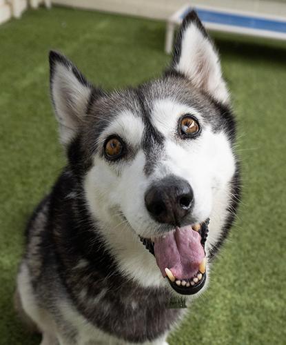 Baba Nana, a Adoptable mixed breed in Encinitas, CA image 2/3