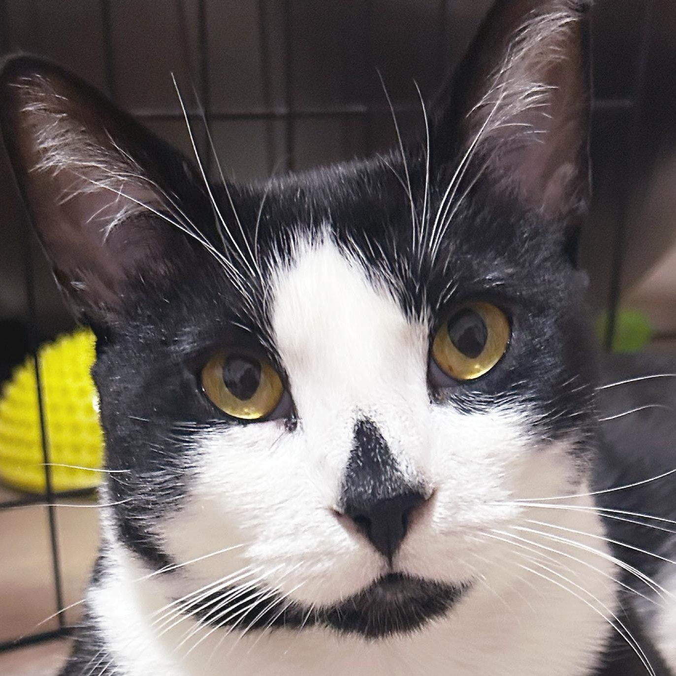 Claude — thumbnail 3