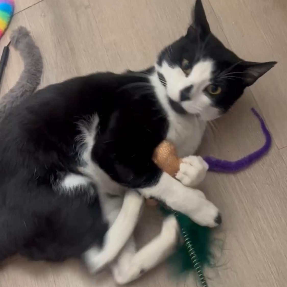 Claude — thumbnail 4