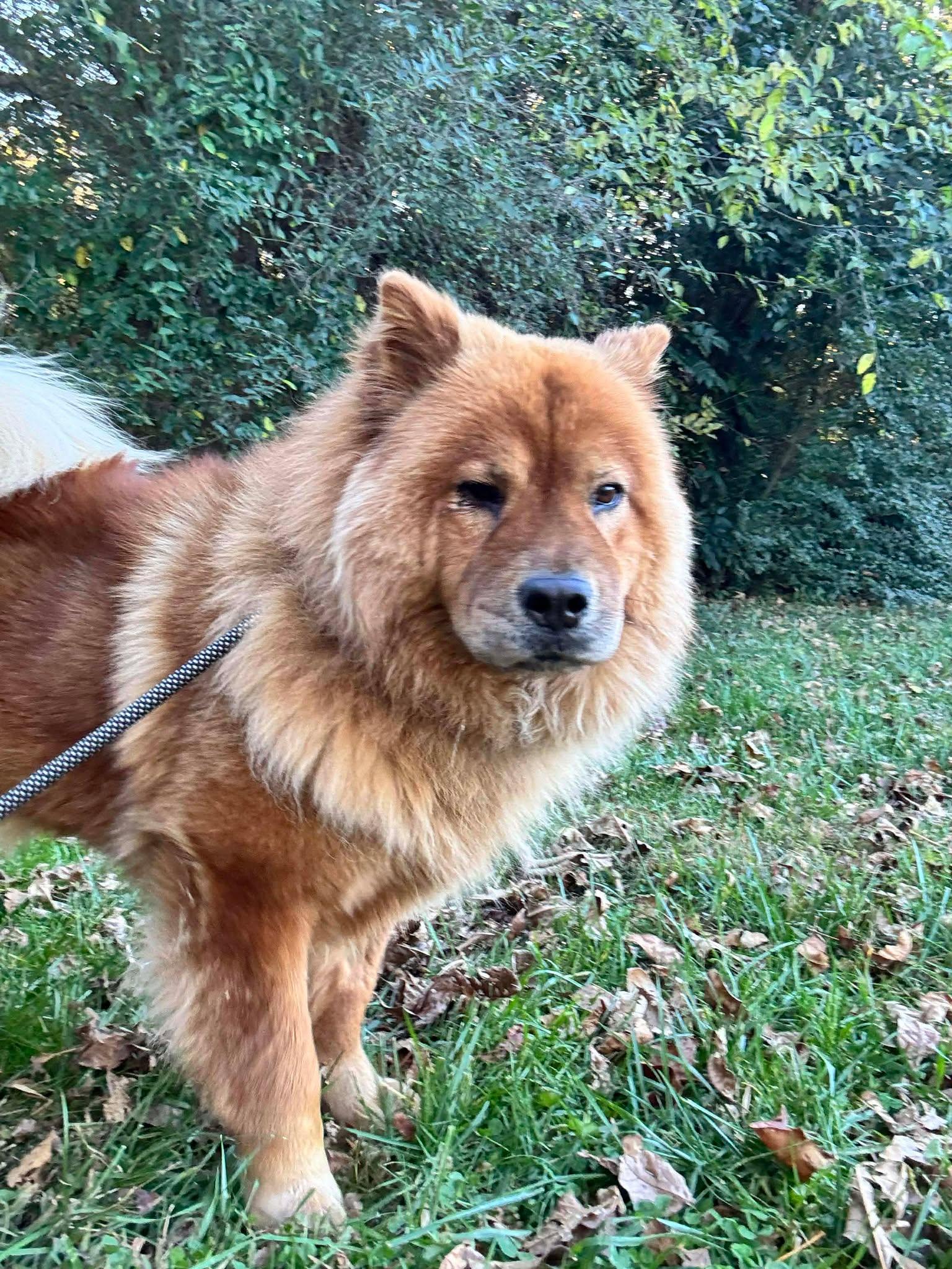 Luna 2026, Adoptable, Adult Female Chow Chow.